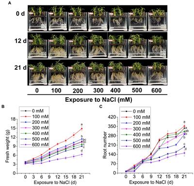 Transcriptome analysis reveals molecular mechanisms underlying salt tolerance in halophyte Sesuvium portulacastrum